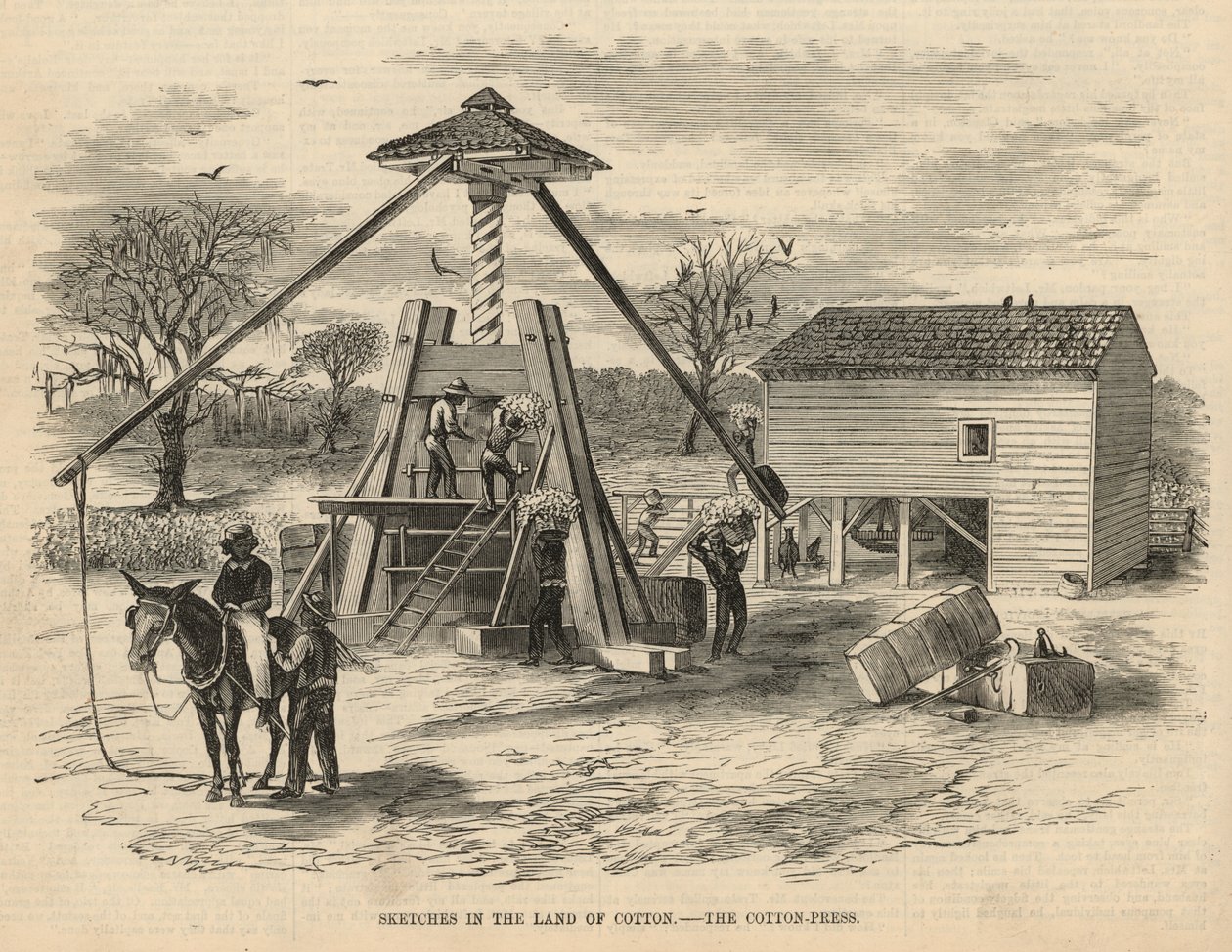 Schetsen in het land van katoen - de katoenpers (gravure) door English School