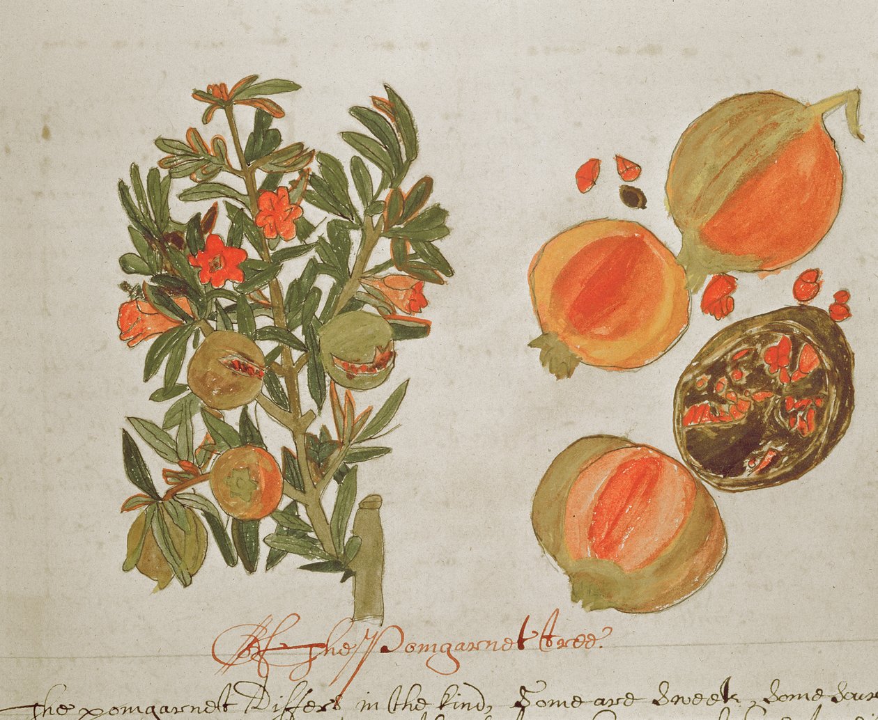 Granaatappels uit 