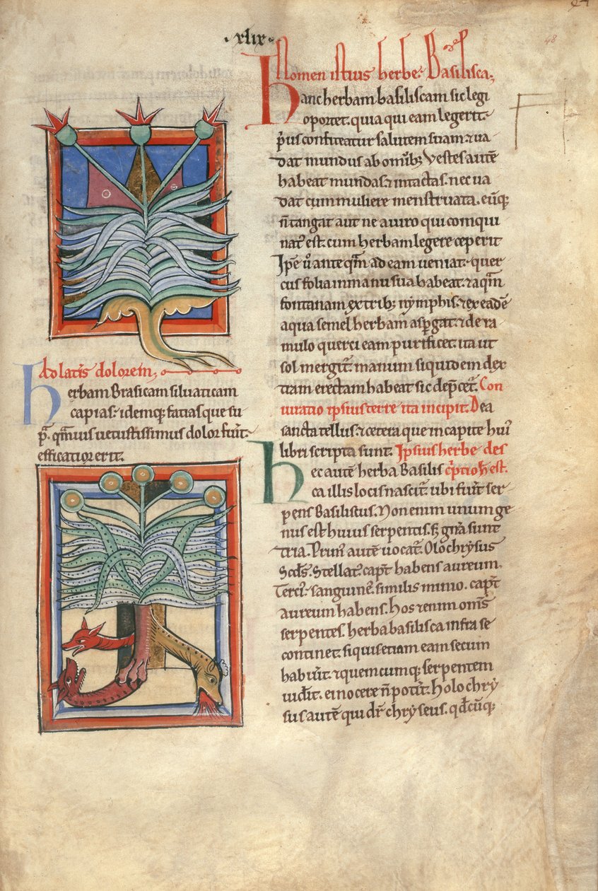 Sloane Ms 1975 fol.48 Het kruid Basilicum door English School