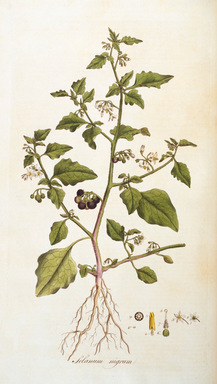 Solanum nigrum [nachtschade], illustratie uit Flora Londiniensis [Bloemen van Londen] door William Curtis, gepubliceerd 1777-98 (kleurgravure) door English School