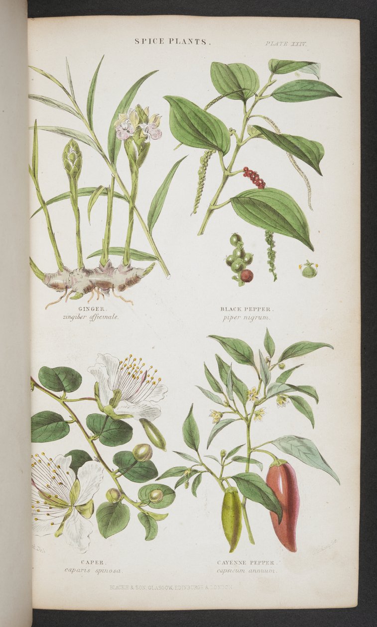 Specerijplanten, uit 