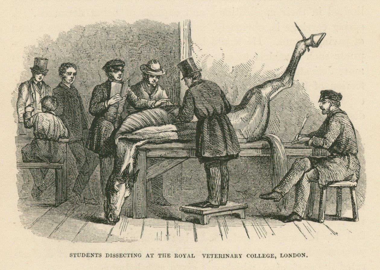 Studenten ontleden aan het Royal Veterinary College, Londen (gravure) door English School