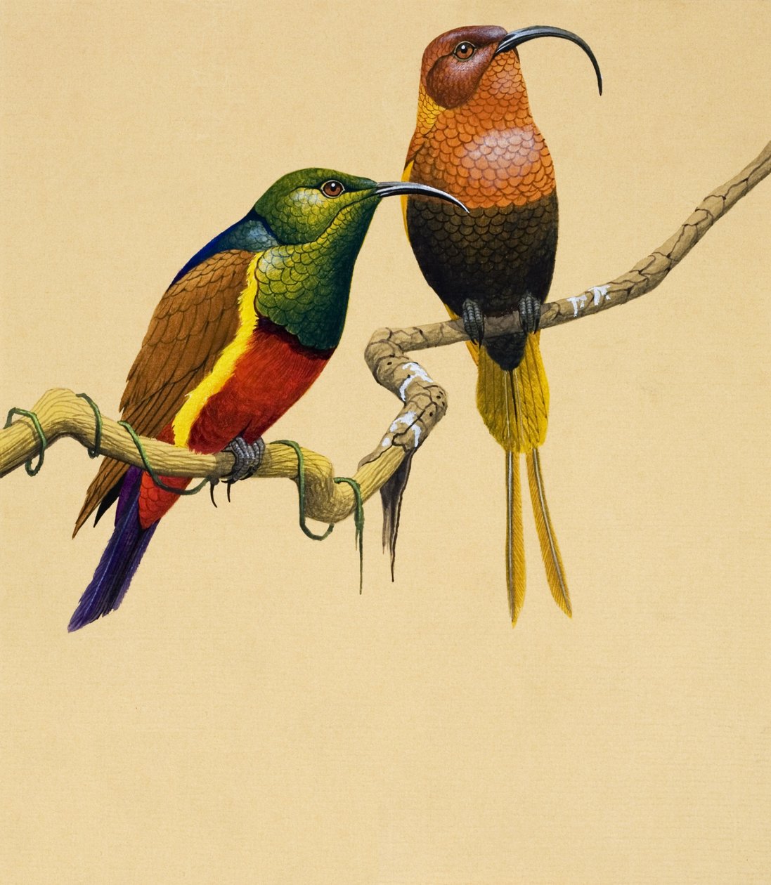 Zonnevogels (gouache op papier) door English School