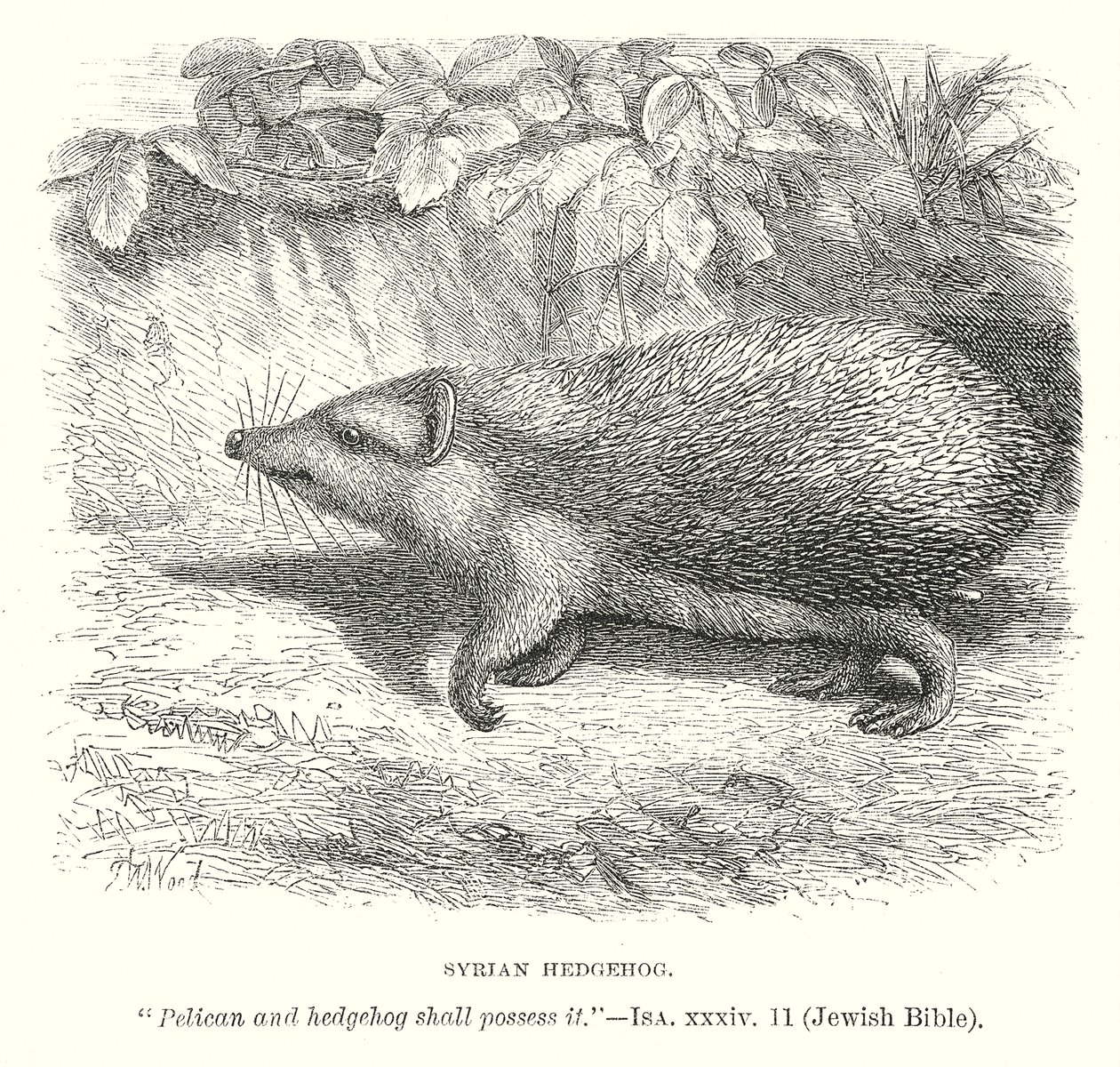 Syrische egel (gravure) door English School