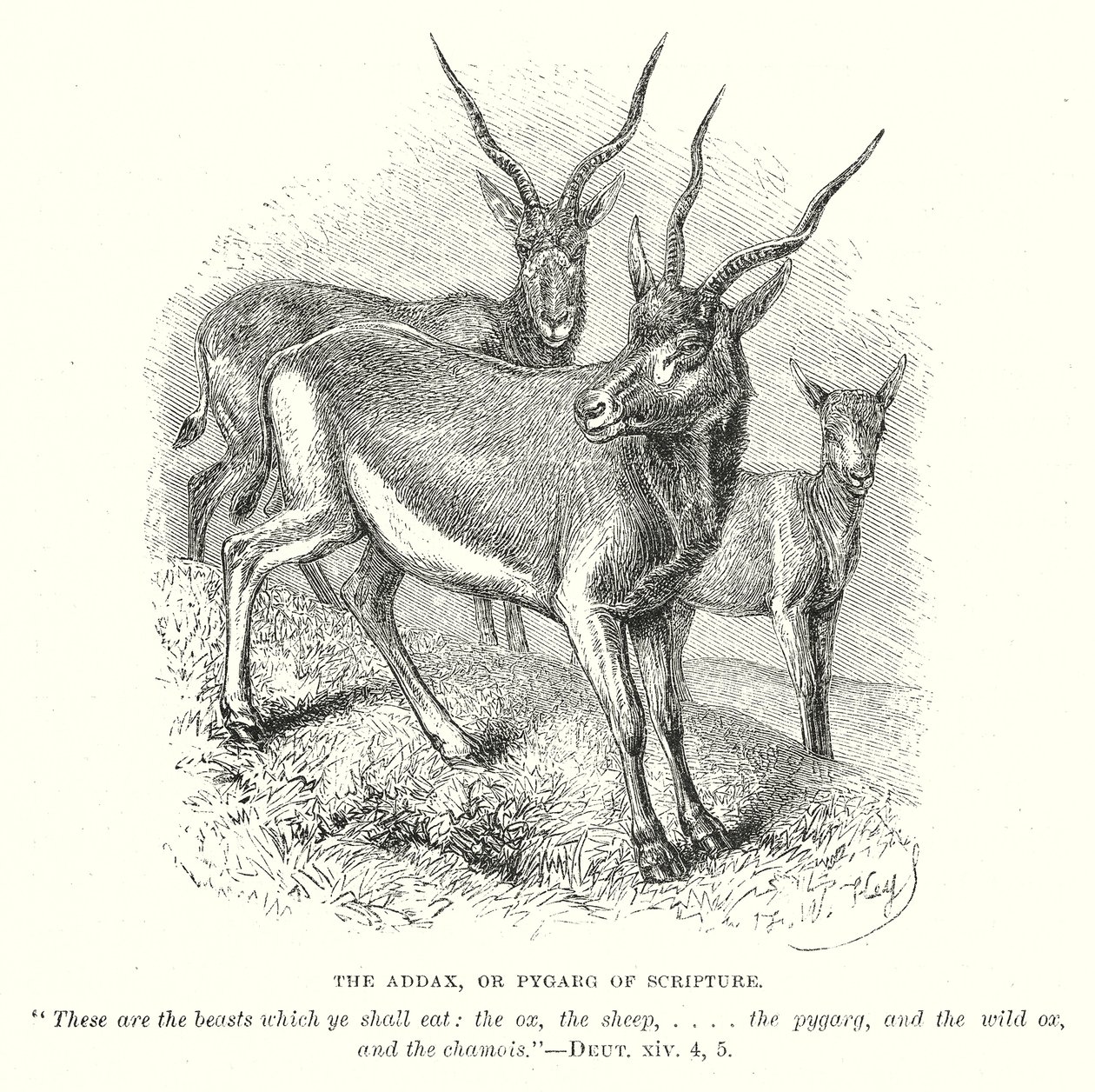 De Addax, of Pygarg van de Schrift (gravure) door English School