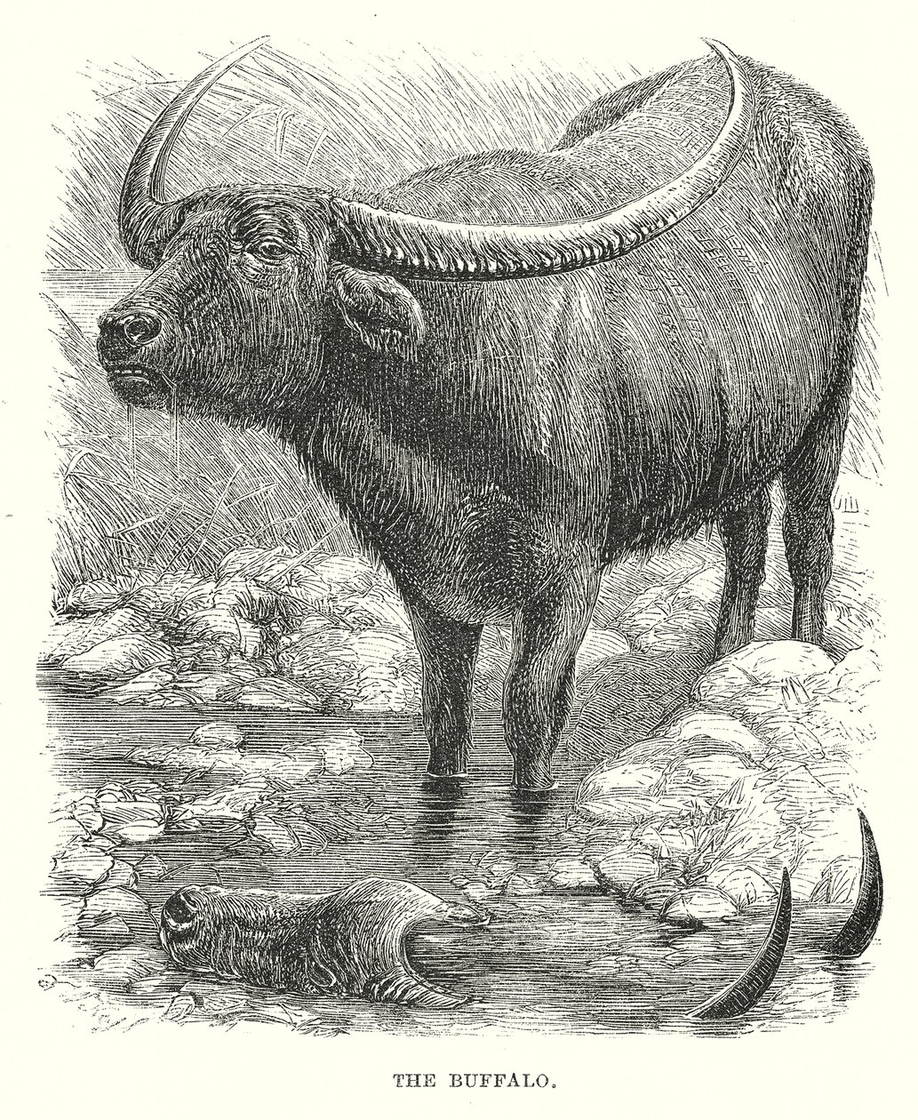 De Buffel (gravure) door English School