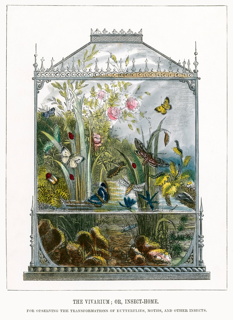 Het vlindervivarium (ingekleurde gravure) door English School