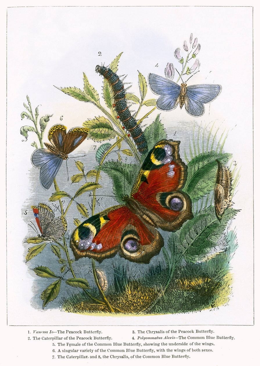 Het vlindervivarium (ingekleurde gravure) door English School