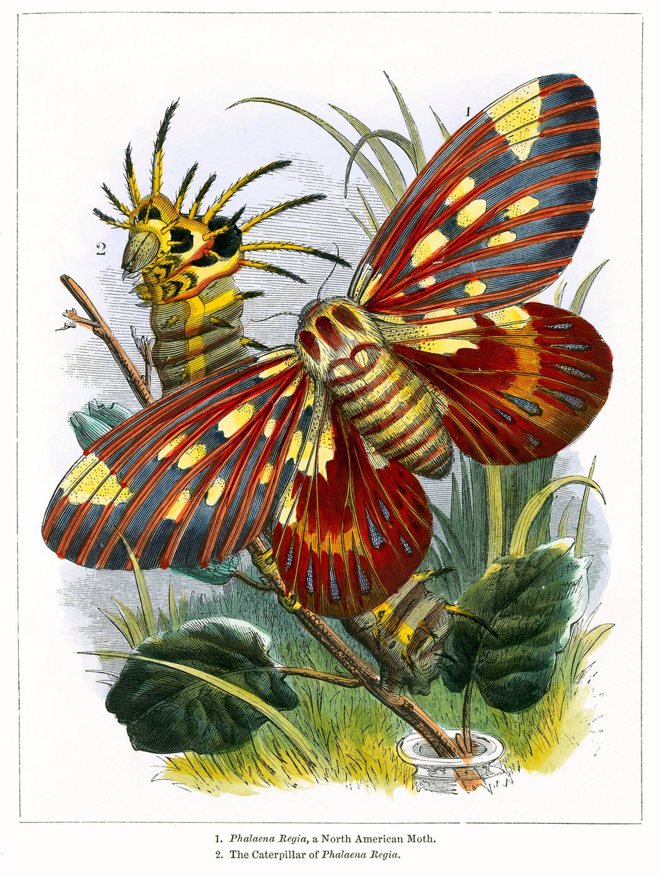 Het vlindervivarium (ingekleurde gravure) door English School