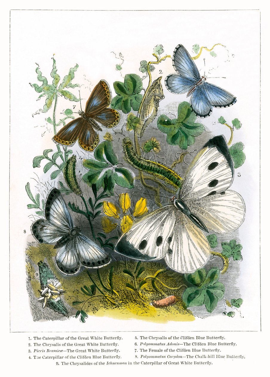 Het vlindervivarium (ingekleurde gravure) door English School