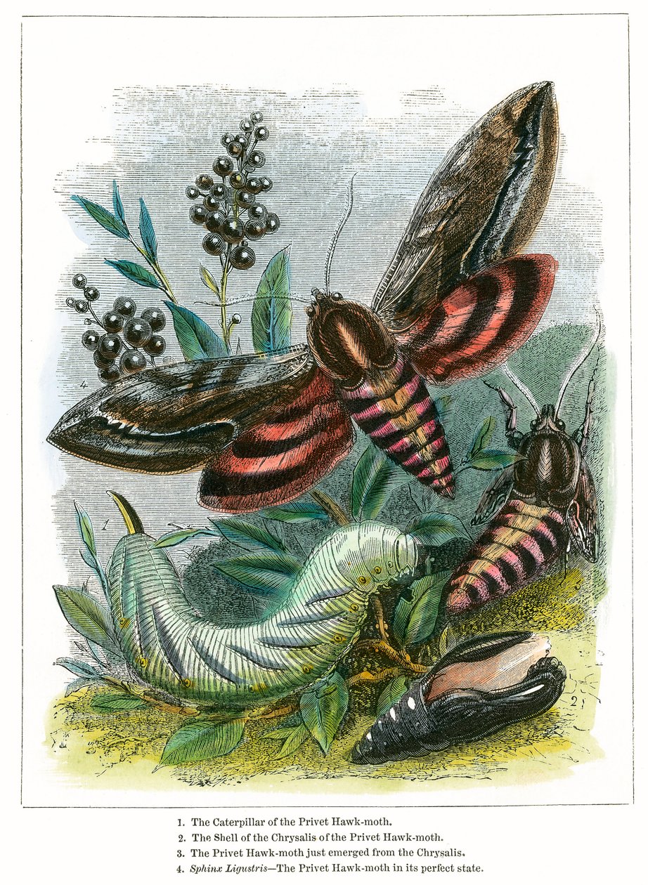 Het vlindervivarium (ingekleurde gravure) door English School