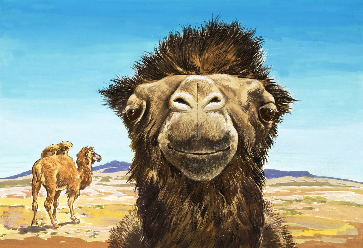 De kameel, illustratie uit 