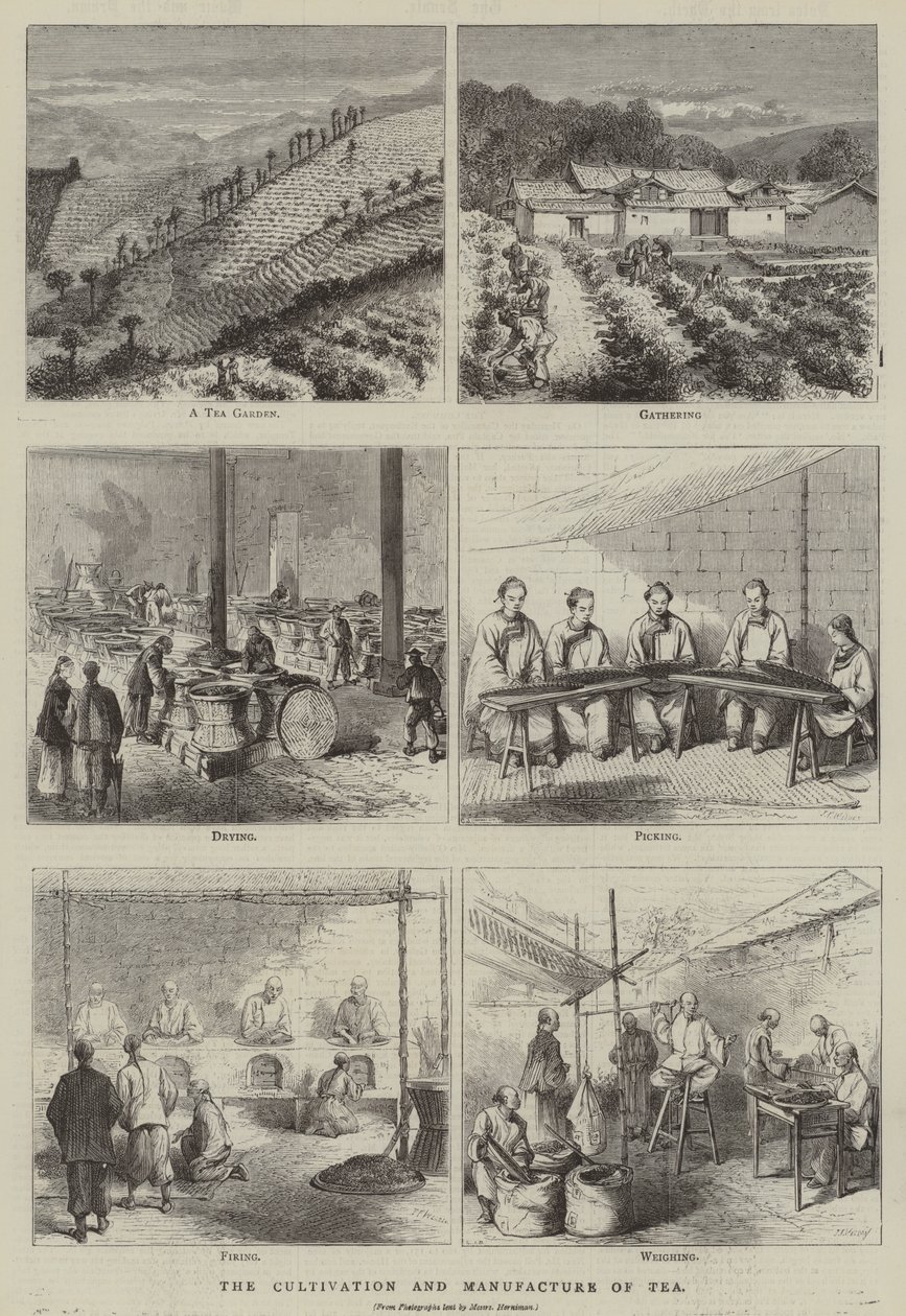 De teelt en vervaardiging van thee (gravure) door English School