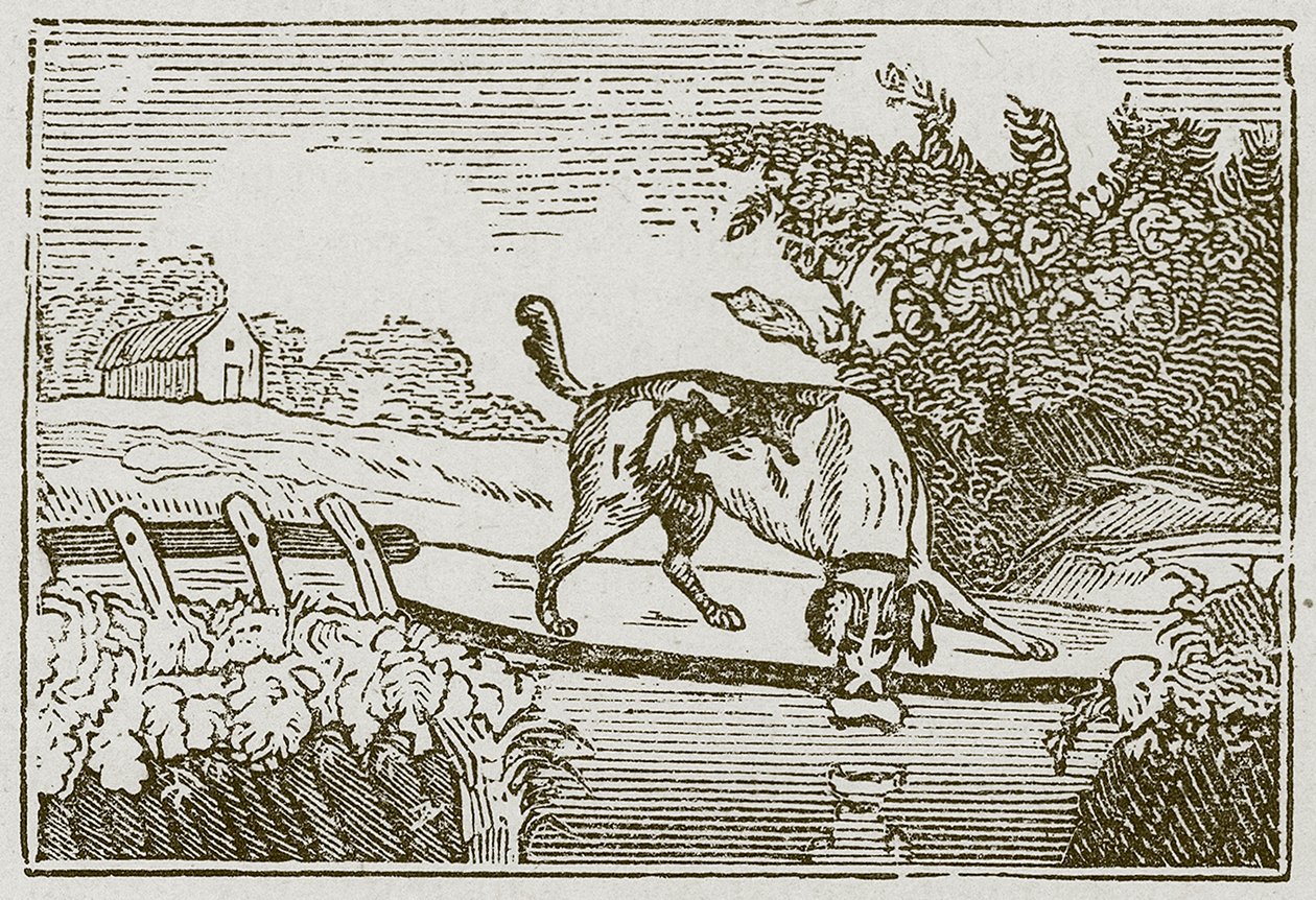 De hond en de schaduw (gravure) door English School