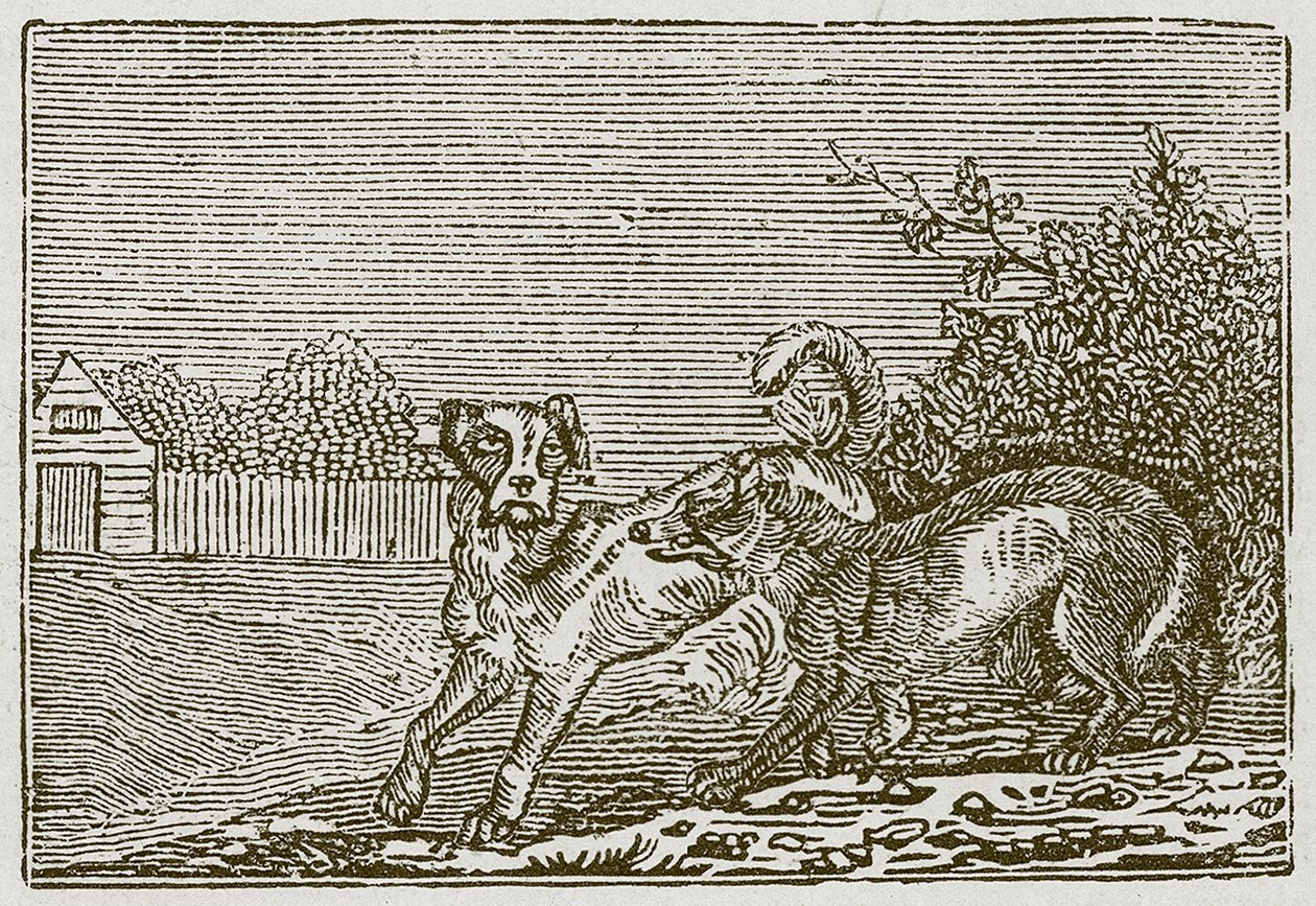De hond en de wolf (gravure) door English School