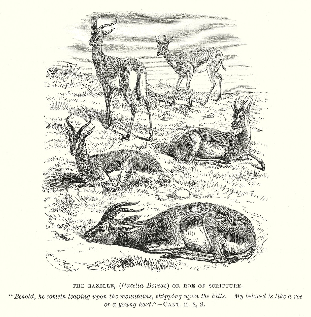 De Gazelle (Gazella Dorcas) of Ree van de Schrift (gravure) door English School