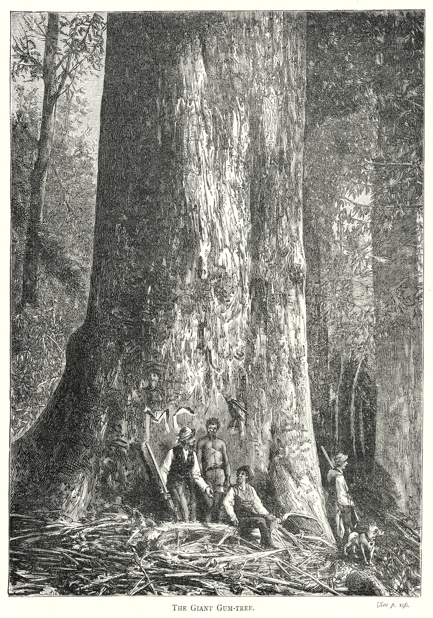 De reusachtige kauwgomboom (gravure) door English School