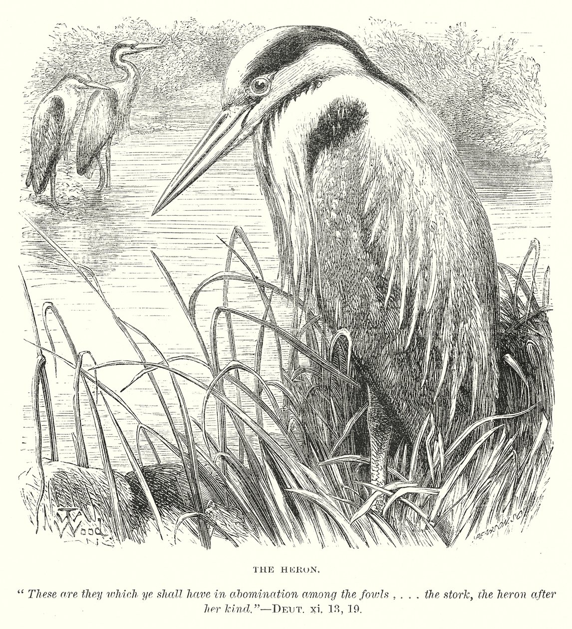 De reiger (gravure) door English School