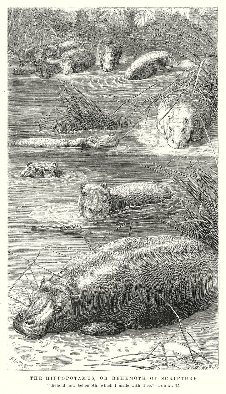 Het nijlpaard of de Behemoth van de Schrift (gravure) door English School