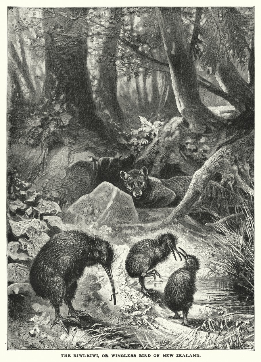 De Kiwi-Kiwi of vleugelloze vogel van Nieuw-Zeeland (gravure) door English School