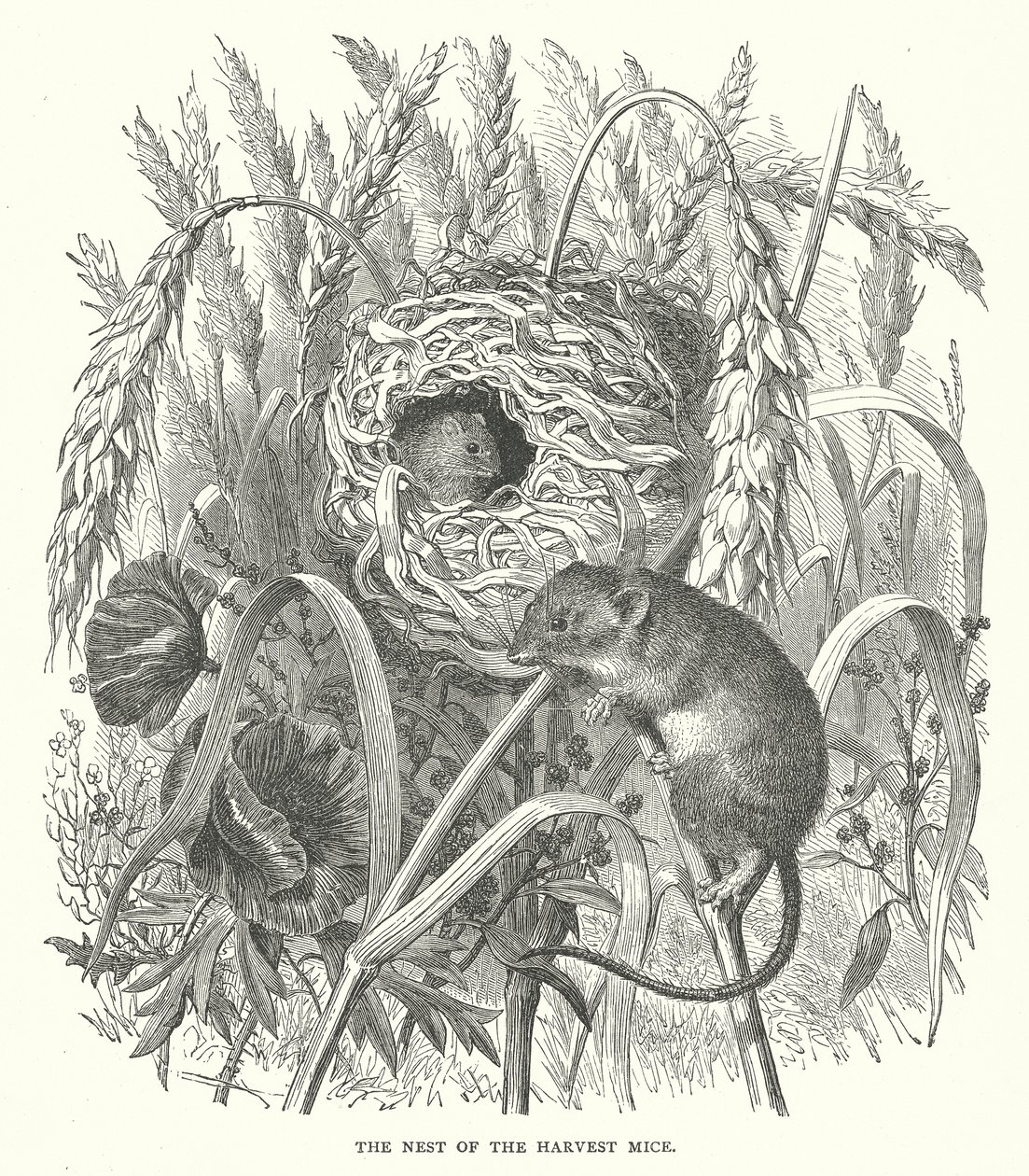 Het nest van de oogstmuizen (gravure) door English School
