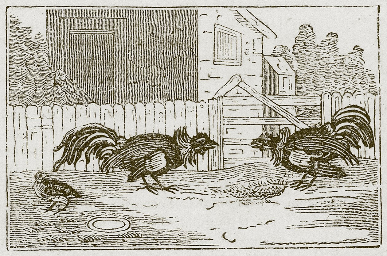 De patrijs en de hanen (gravure) door English School