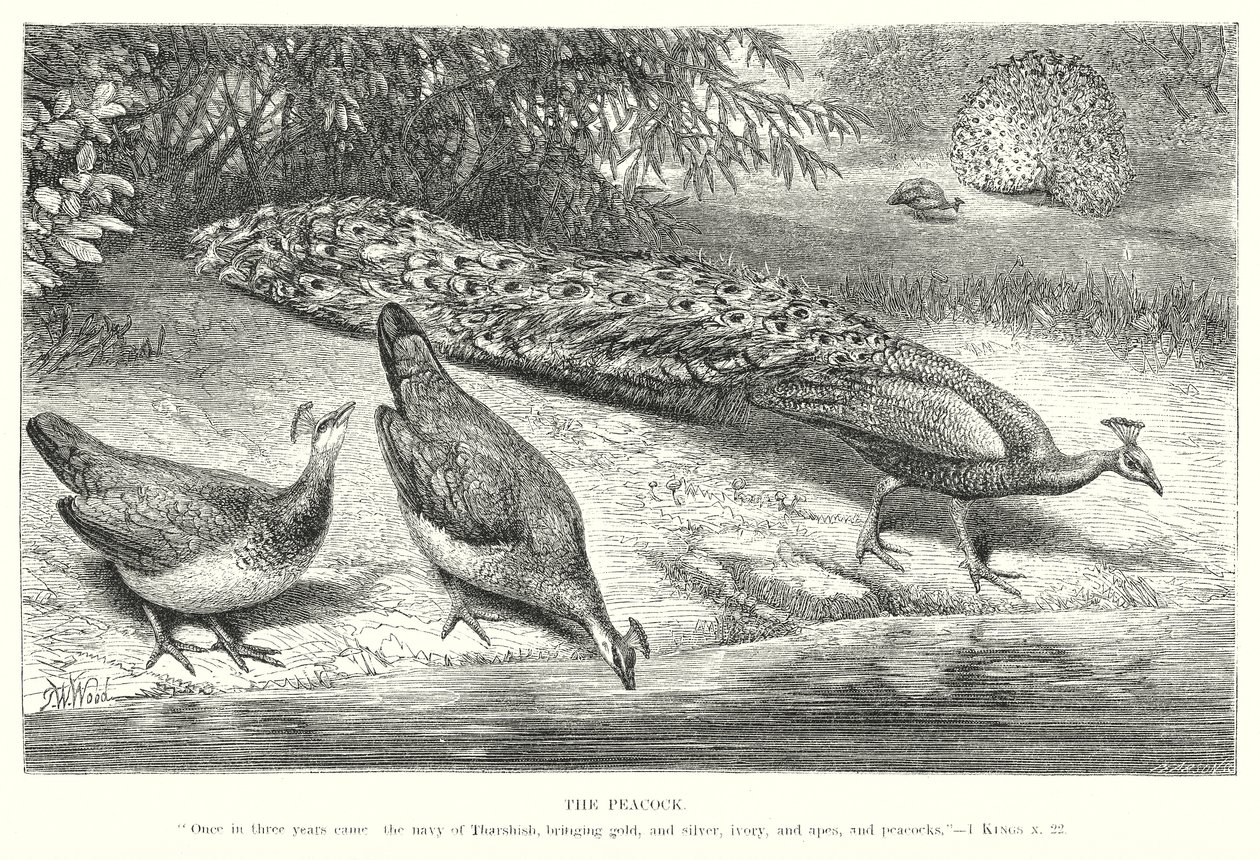 De pauw (gravure) door English School
