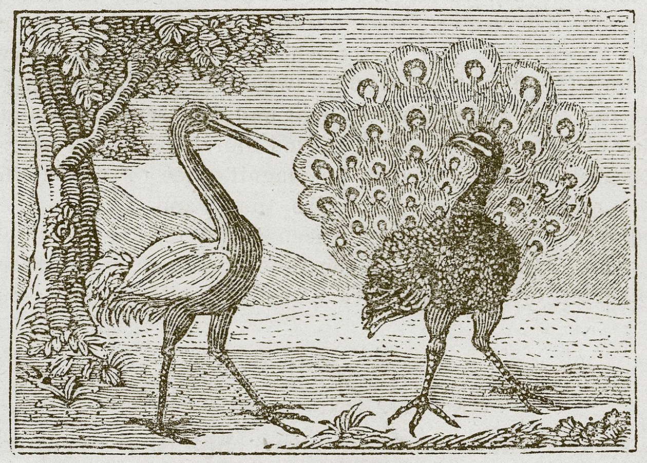 De pauw en de kraanvogel (gravure) door English School