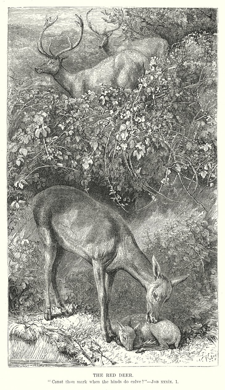 Het edelhert (gravure) door English School