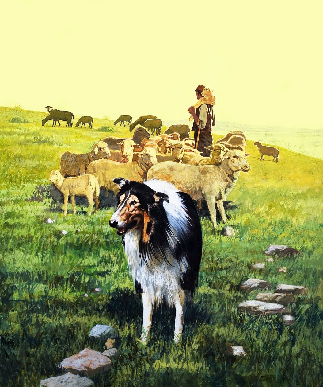 De herdershond, illustratie uit 