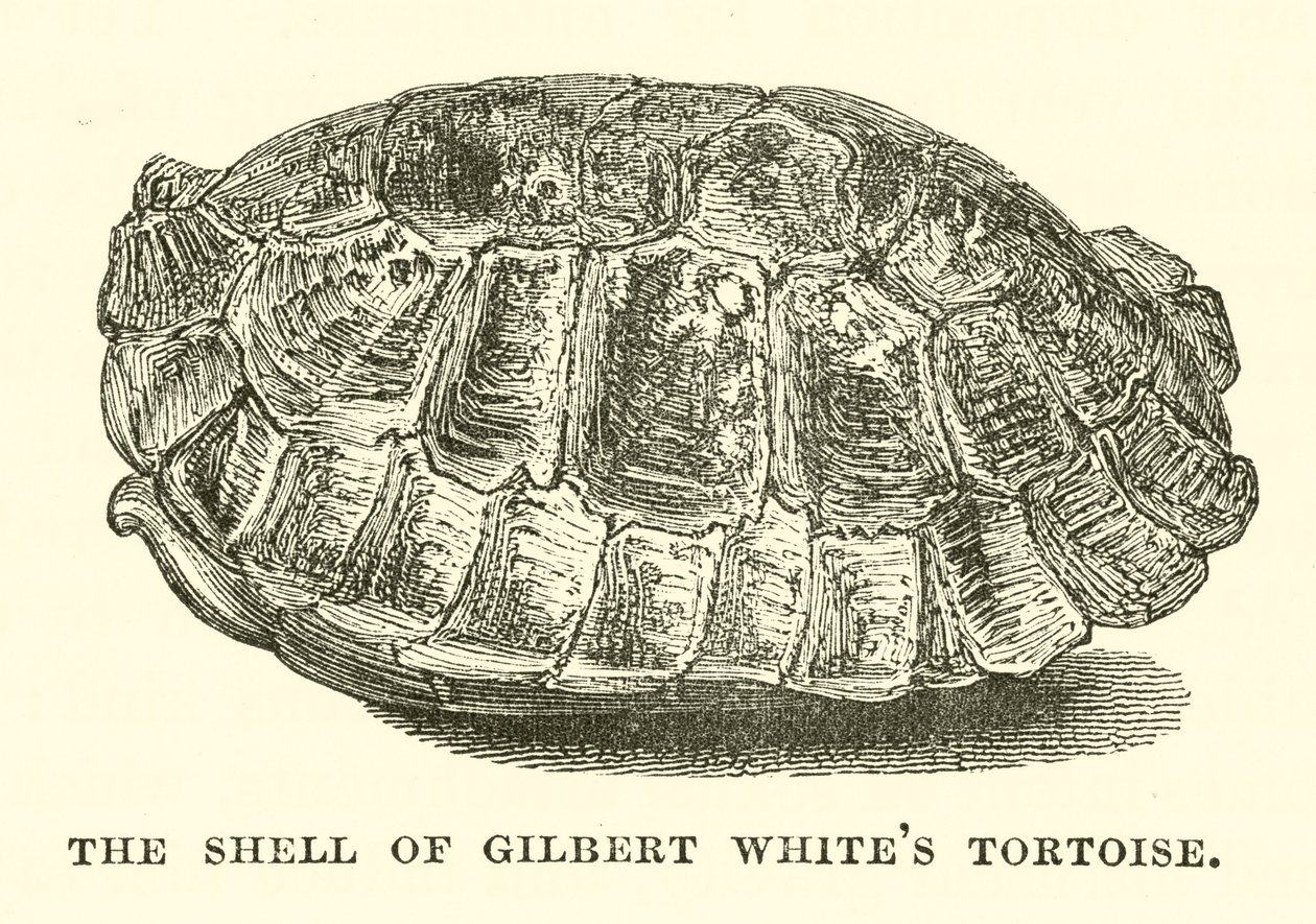 De schildpad van Gilbert White (gravure) door English School