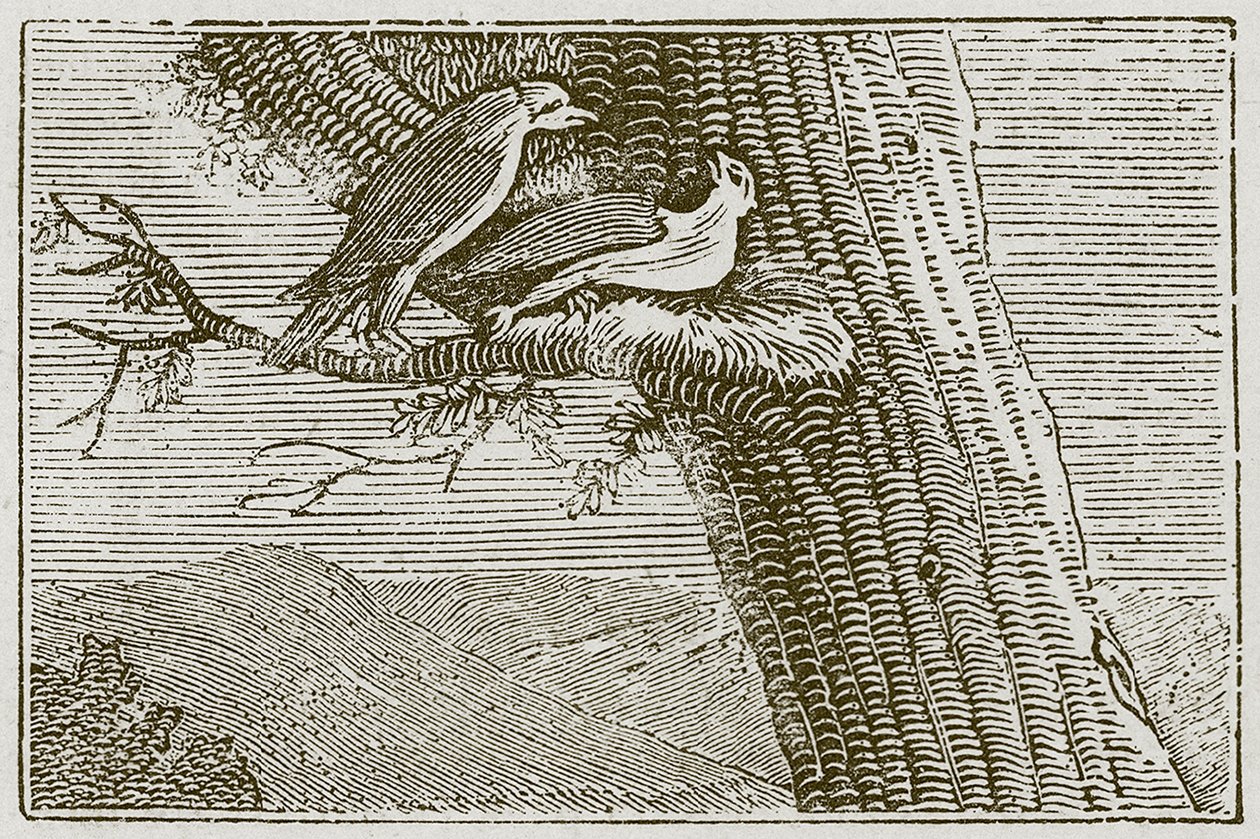 De zieke vlieger (gravure) door English School