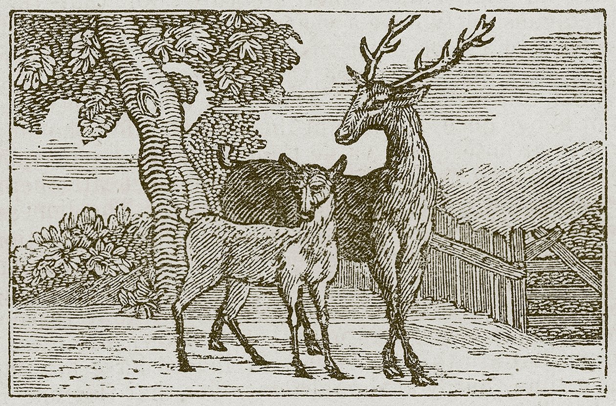 De hert en de reekalf (gravure) door English School