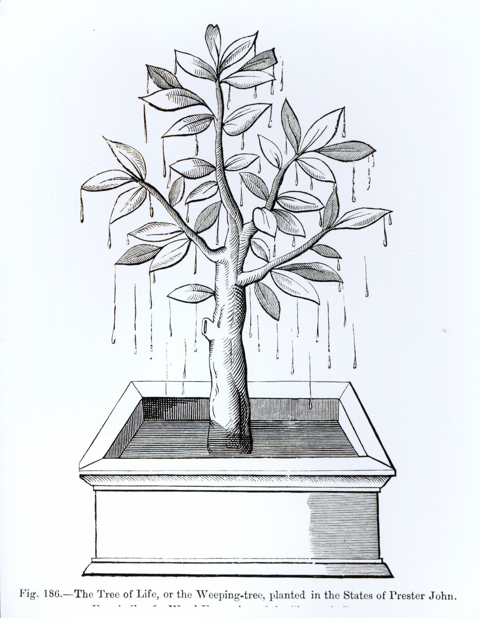 De Boom des Levens, of de Treurboom, geplant in de Staten van Prester John, illustratie uit Wetenschap en Literatuur in de Middeleeuwen en de Renaissance, geschreven en gegraveerd door Paul Lacroix, 187 door English School