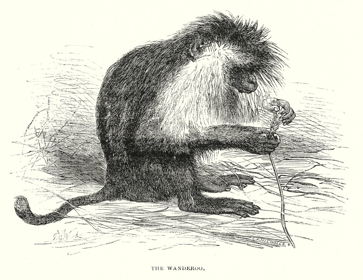 The Wanderoo (engraving) door English School