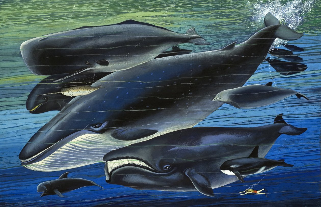 De familie Walvis, illustratie uit 