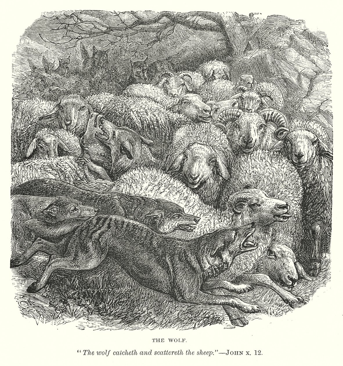 De wolf (gravure) door English School