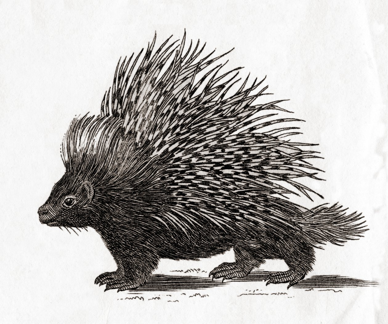De kuifstekelvarken (Hystrix cristata), uit een 18e-eeuwse prent door English School