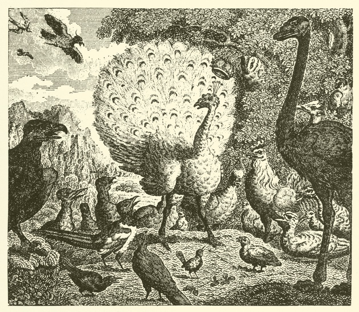 De pauw en de ekster (gravure) door English School
