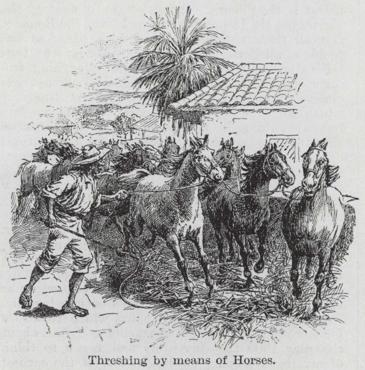 Dorsen met behulp van paarden (gravure) door English School