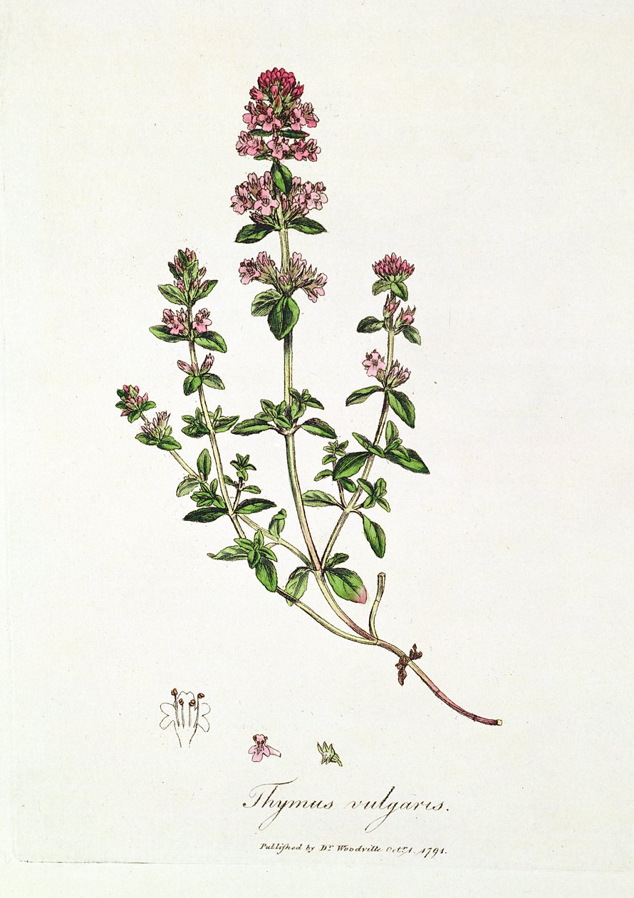 Tijm, Thymus vulgaris, gepubliceerd door Dr. Woodville door English School