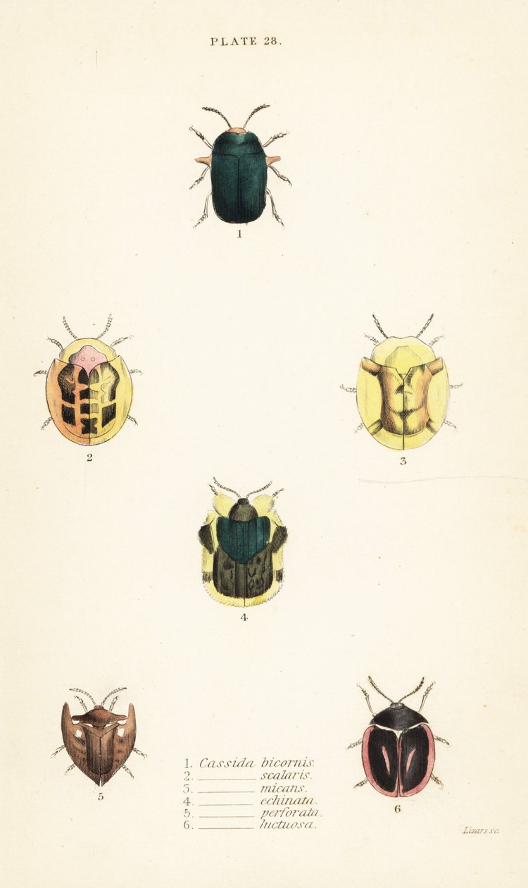 Schildpadkevers: Omocerus bicornis 1, Cassida scalaris 2, Cassida micans 3, Cassida echinata 4, Cassida perforata 5, en Cassida luctuosa 6 door English School