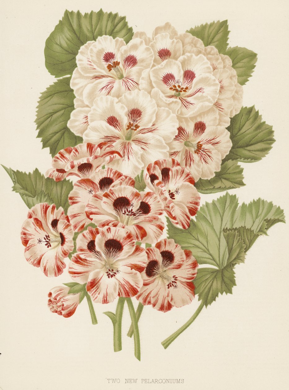 Twee nieuwe pelargoniums (kleurenlitho) door English School