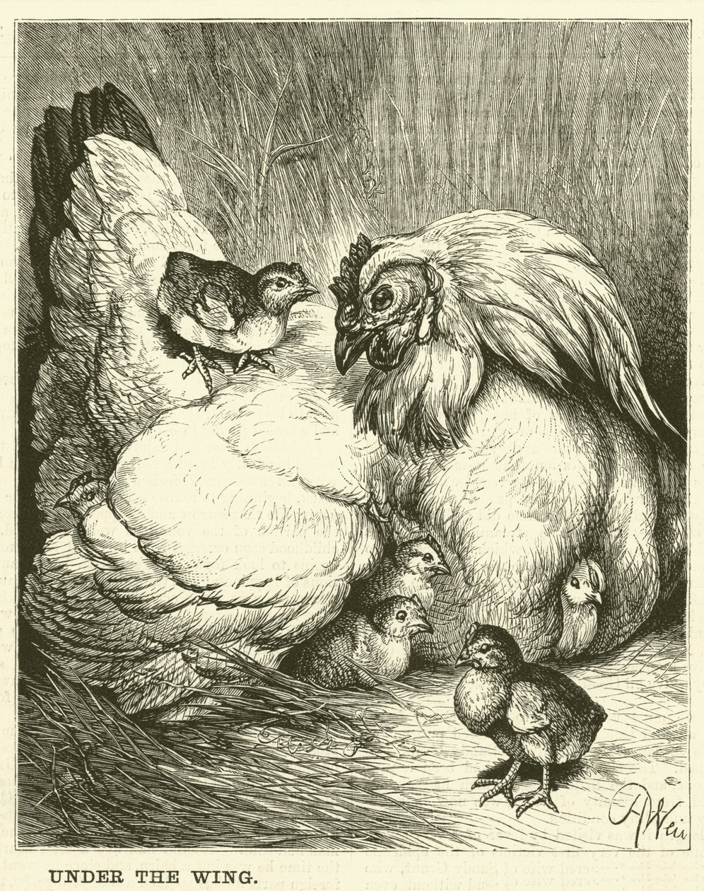 Onder de vleugel (gravure) door English School