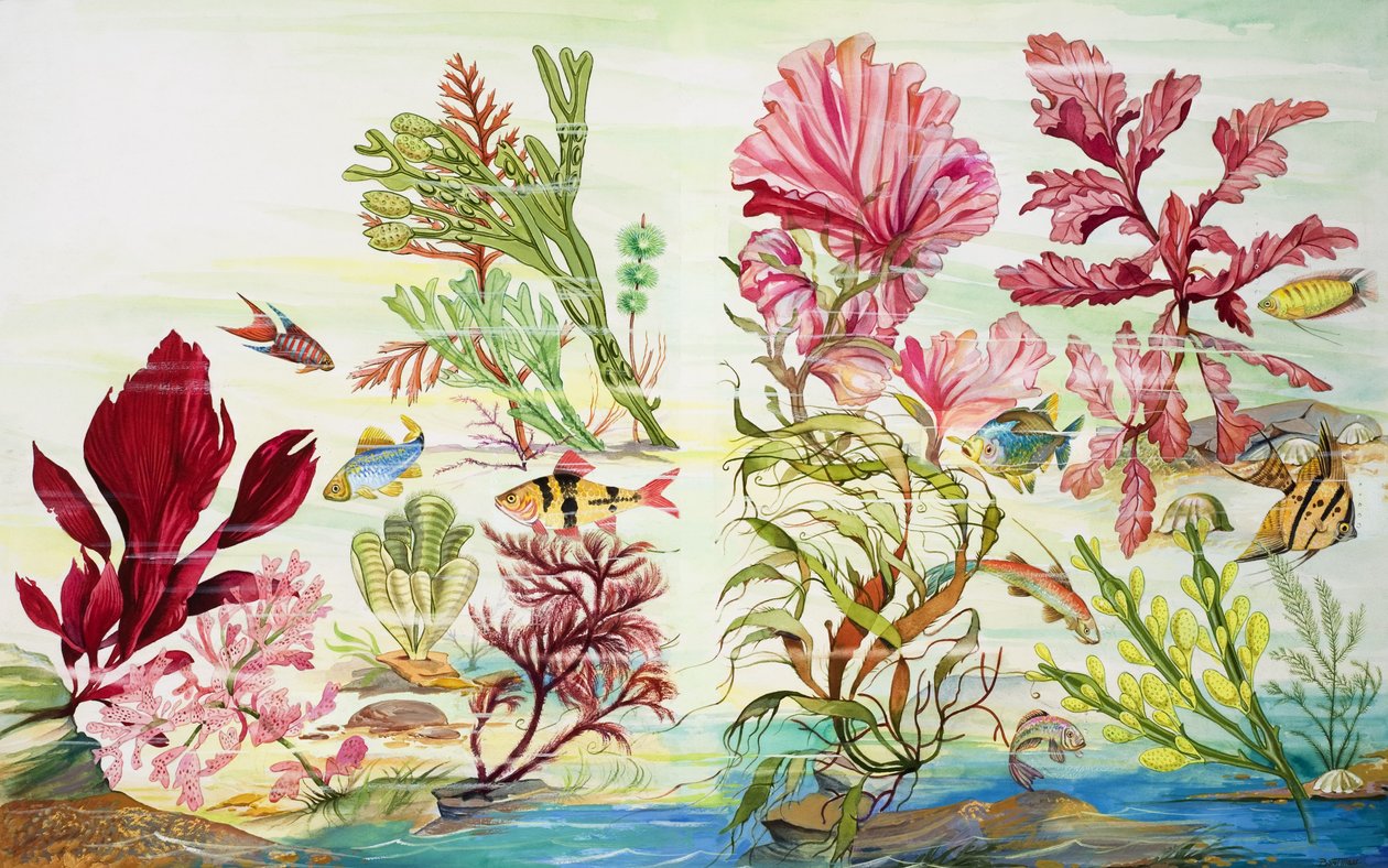 Onderwaterplanten (gouache op papier) door English School