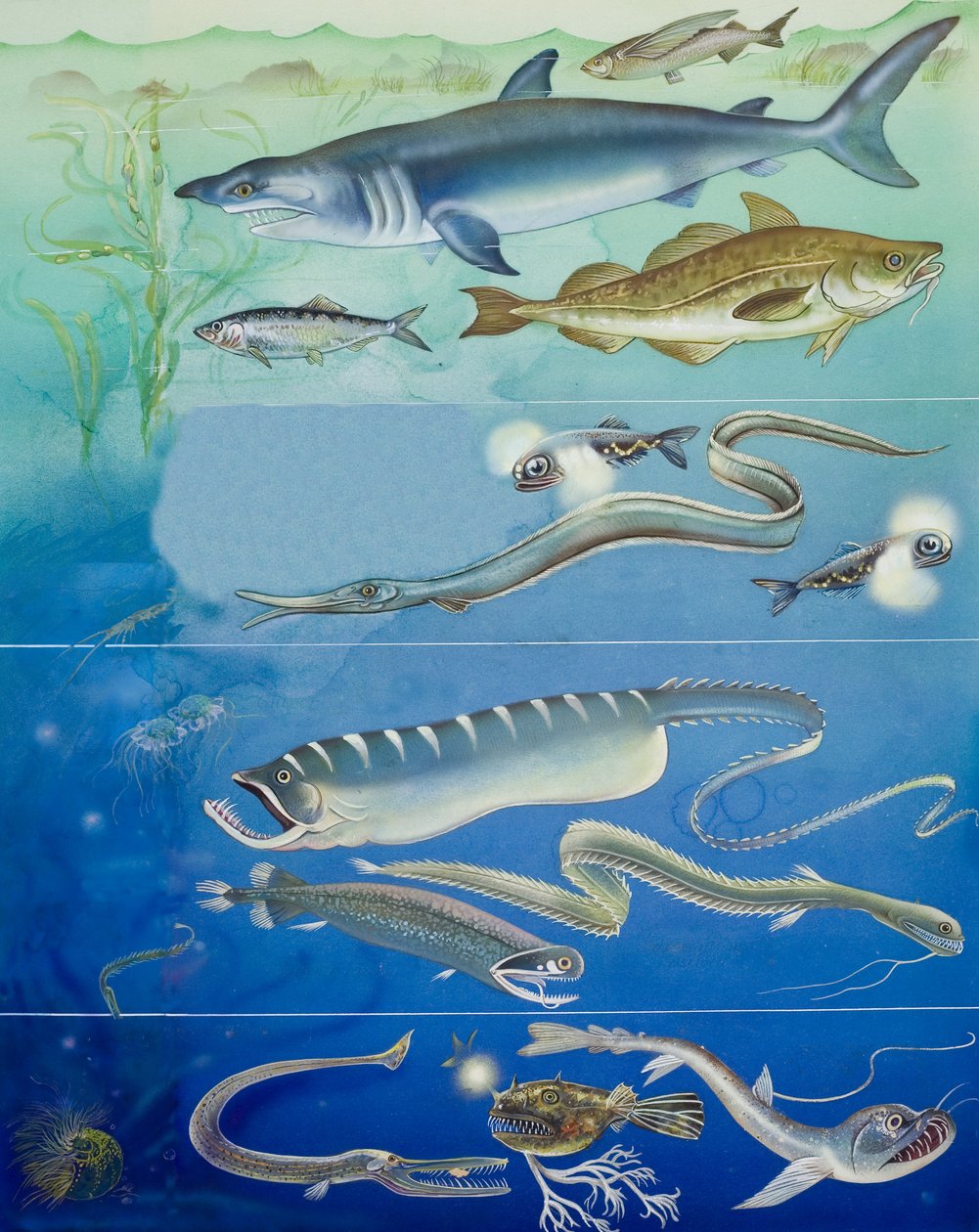 Onderwater wezens montage (gouache op papier) door English School