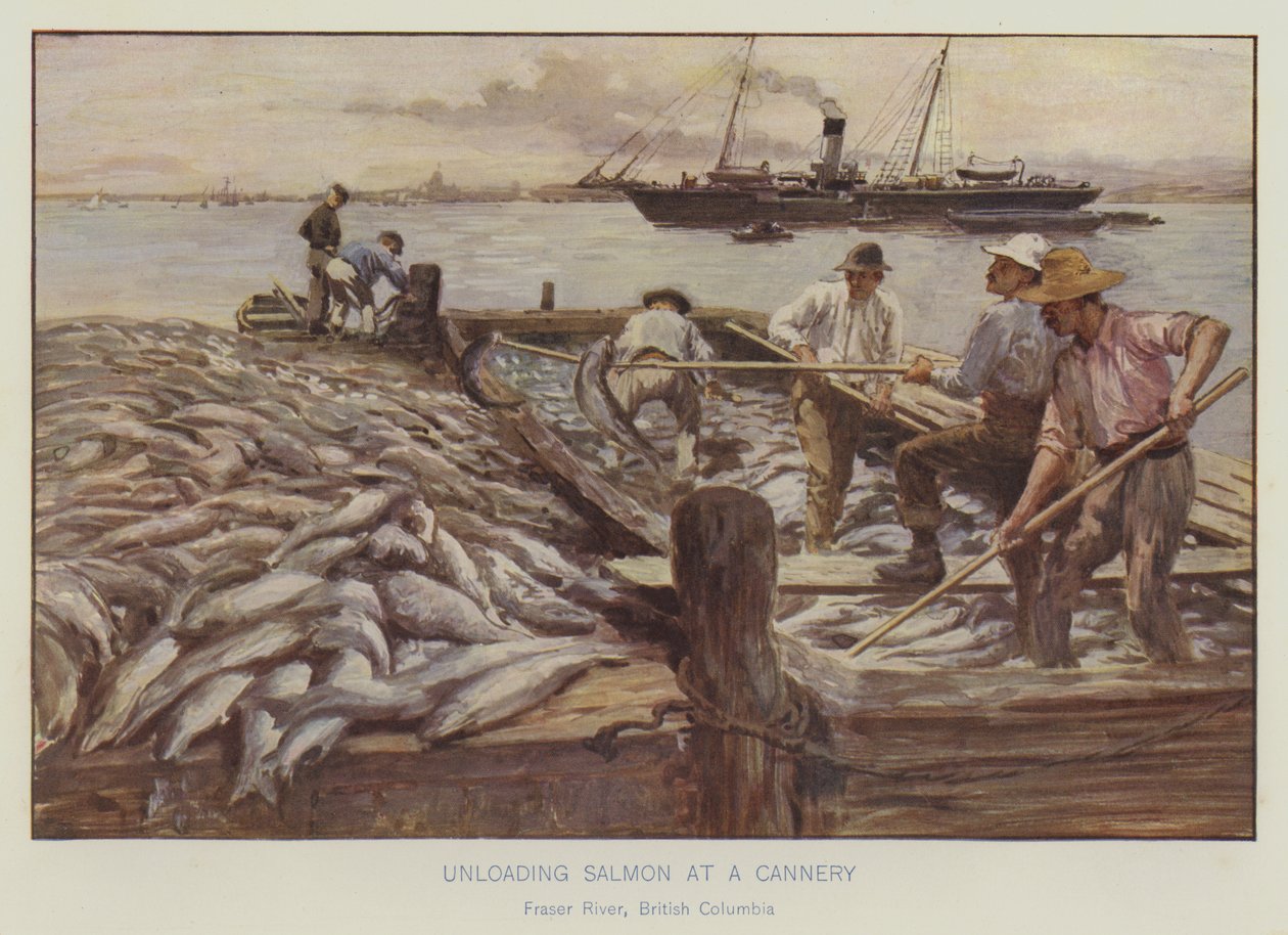 Het lossen van zalm bij een conservenfabriek, Fraser River, British Columbia (kleurenlitho) door English School