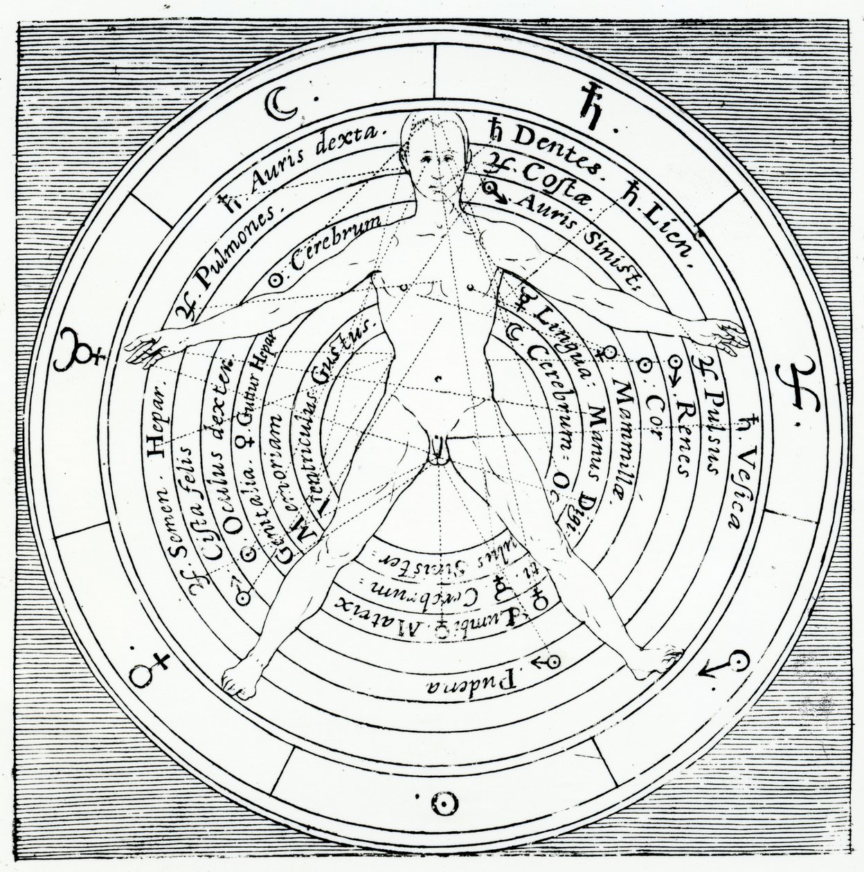 Vitruviaanse figuur, uit 