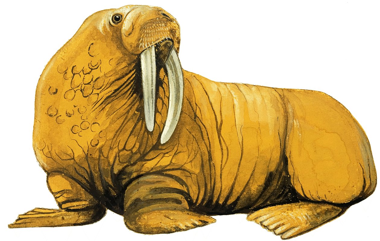 Walrus door English School