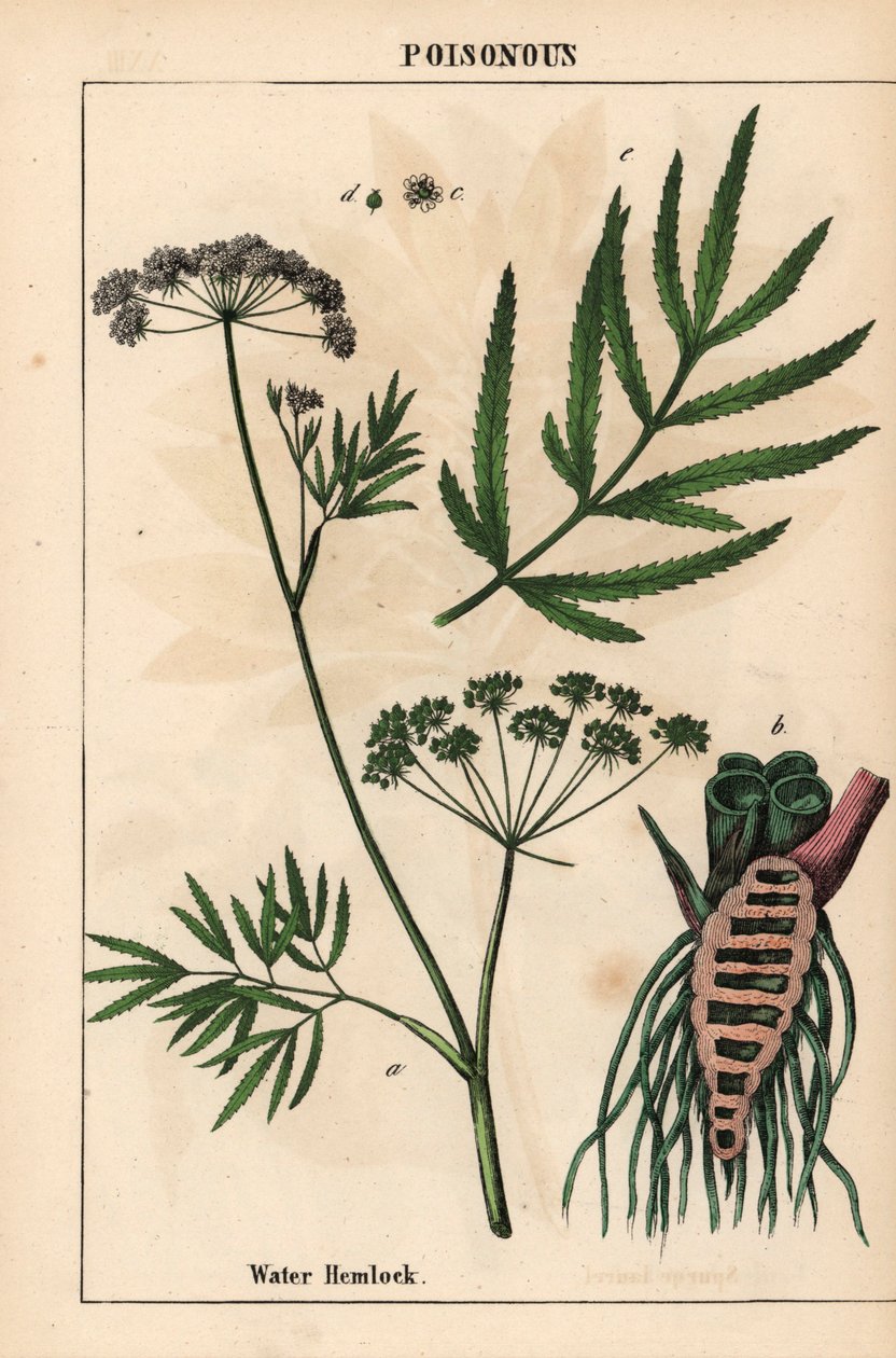 Waterscheerling met bladeren, wortelstructuur en bloemen. Cicuta virosa, uit 